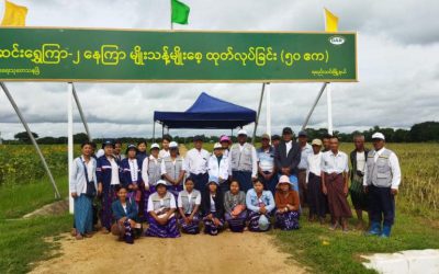စီပင်စိုက်ပျိုးရေးသုတေသနခြံတွင် ဆင်းရွှေကြာ၂နေကြာမျိုးများ စုပေါင်း ရွေးချယ်ခြင်း