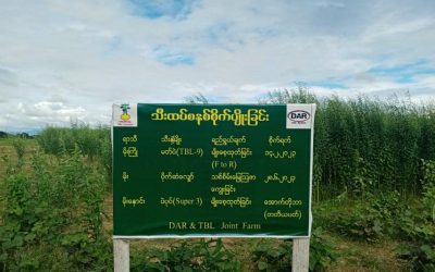 သုံးသီးစားသီးနှံပုံစံစမ်းသပ်စိုက်ပျိုးခြင်းသုတေသနမှပထမသီးနှံပိုက်ဆံ‌လျှော်ထယ်ထိုးမြေမြုပ် ခြင်းအခမ်းအနား ကျင်းပခြင်း