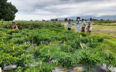 ပုဗ္ဗသီရိမြို့နယ်၊ သာယာကုန်းကျေးရွာ Farmer based Research Station တွင် ခရမ်းချဉ်၊ ငရုတ် များသရုပ်ပြ စိုက်ပျိုးထားရှိခြင်း