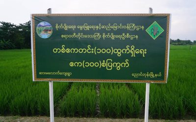 စိုက်ပျိုးရေးမွေးမြူရေးနှင့်ဆည်မြောင်းဝန်ကြီးဌာန ဒုတိယဝန်ကြီး ဒေါက်တာတင်ထွဋ် ညောင်တုန်း မြို့နယ် ဆားမလောက်ကျေးရွာ နည်းပညာ ပြန့်ပွားရေးစင်တာ ရှိ စမ်းသပ်ကွက်၊စံပြကွက်၊ မျိုးစေ့ထုတ်စိုက်ခင်းများအား ကွင်းဆင်းကြည့်ရှုစစ်ဆေးခြင်း