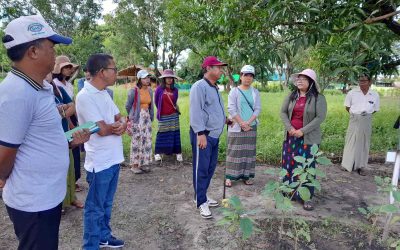စိုက်ပျိုးရေးသုတေသနဦးစီးဌာန၌ အကောင်အထည်ဖော်ဆောင်ရွက်လျက်ရှိသည့် ဩဂဲနစ် သုတေသန ဗဟိုဌာနသို့ ညွှန်ကြားရေးမှူးချုပ်မှ ကွင်းဆင်း ကြည့်ရှုစစ်ဆေးခြင်း