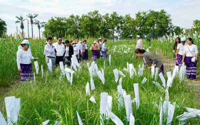 ဆပ်သီးနှံ ဗီဇအရင်းအမြစ်များ မျိုးသုန်း ပျောက်ကွယ်မှုမဖြစ်ပေါ်စေရေး ထိန်းသိမ်း ထားရှိမှုများအား စိုက်ပျိုးရေး၊မွေးမြူရေးနှင့်ဆည် မြောင်း ဝန်ကြီးဌာန ဒုတိယဝန်ကြီးဒေါက်တာတင်ထွဋ်လာရောက်ကြည့်ရှု စစ်ဆေးခြင်း