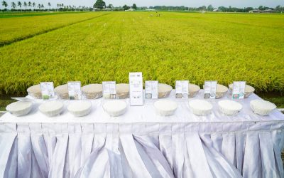 စိုက်ပျိုးရေးသုတေသနဦးစီးဌာနနှင့် မြန်မာနိုင်ငံ ဆန်စပါးအသင်းချုပ်တို့ ပူးပေါင်းဆောင်ရွက်နေမှု အစီအစဉ် တစ်ခုဖြစ်သည့် ရက် (၉၀) စပါးစံကွက်ရိတ်သိမ်းခြင်းစိုက်ပျိုးရေးသုတေသနဦးစီးဌာနနှင့် မြန်မာနိုင်ငံ ဆန်စပါးအသင်းချုပ်တို့ ပူးပေါင်းဆောင်ရွက်နေမှု အစီအစဉ် တစ်ခုဖြစ်သည့် ရက် (၉၀) စပါးစံကွက်ရိတ်သိမ်းခြင်း